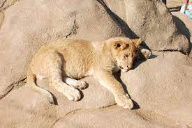 Lion Park Gauteng South Africa Travel Africa South Africa