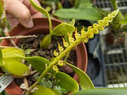 Image result for Bulbophyllum scaberulum