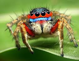 We have this pair of 4 years 2 months and also juvenile brazilian jewel tarantulas on our arachnids collection available for your needs, do well to. The World S Scariest Spiders Pictures Pics Express Co Uk