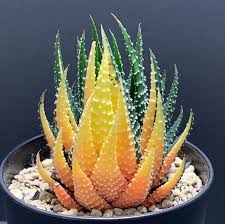 Haworthia succulents, including the zebra plant, look like small aloes and are easy to care for indoors. Taniku808 On Instagram Haworthia Margaritifera With Half And Half Variegation This Two Faced Be Succulent Garden Design Succulents Planting Succulents
