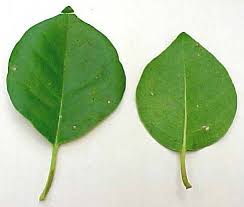 Image result for Pisonia aculeata