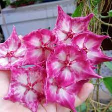 Hoya macgillivrayi for sale here. Hoya Macgillivrayi Taiwan Uhlig Kakteen More Than 5 000 Different Species