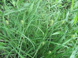Image result for Cyperus latifolius