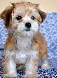 Morkie Maltese And Yorkie I Want One Drops0fjupiter Puppies Cute Animals Cute Dogs