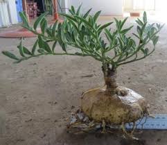 Image result for Brachystelma