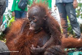 Pelestarian hewan yang dilakukan diluar habitat aslinya disebut pelestarian. Selama Hutan Dirusak Konflik Manusia Dengan Orangutan Tetap Terjadi Mongabay Co Id Mongabay Co Id