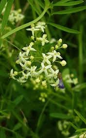 Image result for Galium