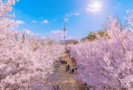 I have searched and collected the phenological data for full flowering date of cherry tree (prunus jamasakura) from many diaries and chronicles. 20 Countries Where You Can See The Japanese Cherry Blossoms Cuddlynest Travel Blog