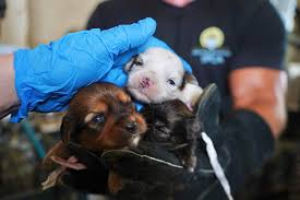 Check spelling or type a new query. 61 Dogs Rescued From Absolute Squalor At N J Home Woman To Be Charged Nj Com