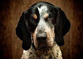 Bluetick Coonhound Wikiwand