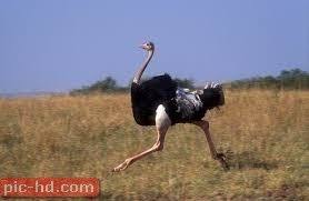 اجمل صور النعامة بيض النعام وفوائده ostriches african animals photography african animals