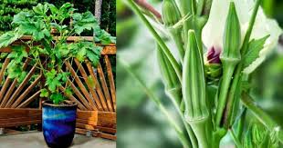 Kacang bendi | ladys fingers we called it in english. Family Garden Bendi Atau Juga Dikenali Dengan Nama Lady Facebook