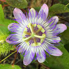 Passiflora Foetida That I Grew From Seed In Houston Texas In 2020 Growing Seeds Passiflora Plant Fungus