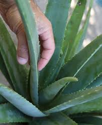 Image result for Aloe