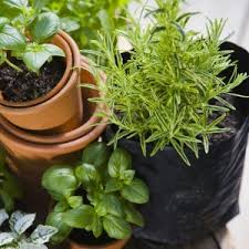 Vous pouvez facilement les cultiver en intérieur, dans votre. Faire Pousser Des Plantes Aromatiques En Interieur Le Coin Potager