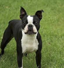 Our goal is to raise the. Massachusetts State Dog Boston Terrier