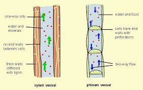 Check spelling or type a new query. Gallant S Biology Stuff Plant Science Biology Plants Biology