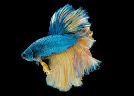 Colorful With Main Color Of Blue And Yellow Betta Fish Siamese Fighting Fish Was Isolated On Black Background Fish Also Action Stock Photo Image Of Luxury Black 156487868