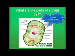 Check spelling or type a new query. Difference Between Plant Cell And Animal Cell Difference Wiki