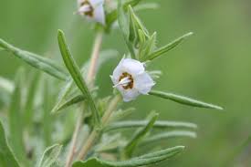 Image result for Trichodesma zeylanicum