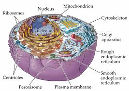 Organelles Biology Review Biology Online Ap Biology