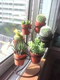 How To Grow Cactus Indoors Indoor Cactus Plants Indoor Cactus How To Grow Cactus