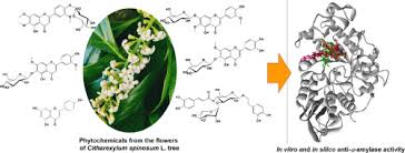 Image result for Syzygium rowlandii