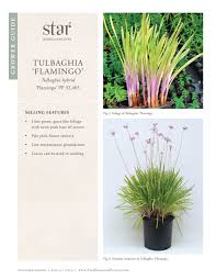 Image result for Tulbaghia friesii