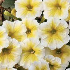 Shockwave Yellow Petunia Flowers Petunia Plant Flower Seeds Annual Flowers