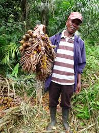 Image result for Raphia gentiliana