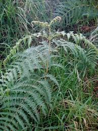 Image result for Pteridium