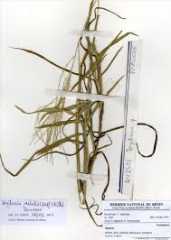 Image result for Digitaria debilis