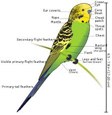 budgerigar wikipedia