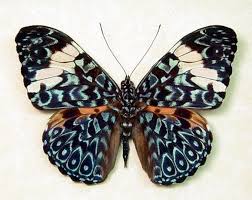 Azul Hamadryas Real Paisely Enmarcado Mariposa 7937 Beautiful Butterflies Butterfly Wings Butterfly Art