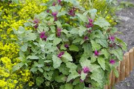 Image result for Chenopodium giganteum