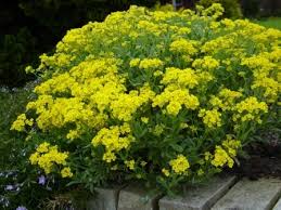E' una pianta che fiorisce d'inverno, anche nel mese di gennaio, e i suoi fiori sono estremamente decorativi. Erbacee Perenni Tappezzanti E Non Verde E Paesaggio