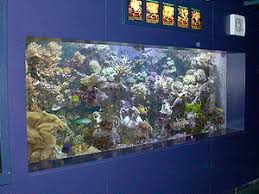 We did not find results for: Marine Aquarium Wikipedia