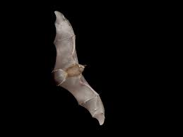 Image result for Batia internella