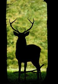 Red Deer Stag Silhouette Deer Photos Wildlife Quilts Deer