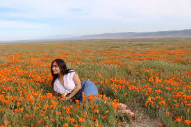 Most often, however, the result is something in between the two. Antelope Valley Poppy Blooms Travel California Oh Hey Pretty