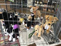 You can find the music city animal rescue at adoption and promotional events in nashville, tn and surrounding counties as well as on radio and television. Rescues