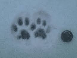 As with our earlier data, these included a little bit of everything — except cats. Tracking Cats In The Snow Lost Pet Research And Recovery