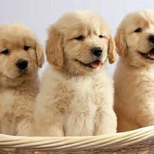 Goldens are merry companions that act like puppies well into adulthood. Island Puppies Reviews Testimonials Voted 1 By Customers Nationwide