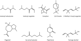 Image result for Eriocephalus ambiguus