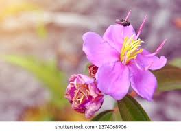 Image result for Ochthocharis