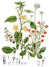 Image result for Goodeniaceae