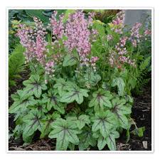 Heucherella Pink Fizz Foamy Bell Shade Plants Plants Perennials Гейхерелла «пинк физз» (heucherella 'pink fizz'). pinterest