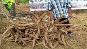 Cara Praktis Menanam Singkong Hasil Maksimal Berbuah Banyak Di 2020 Buah Menanam Kayu