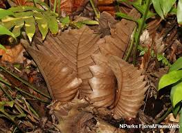 Image result for Drynaria volkensii