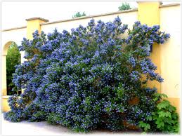 Image result for Ceanothus thyrsiflorus